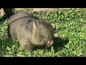 【wombat】ウォンバットのフクちゃん、お腹カキカキお尻カキカキ