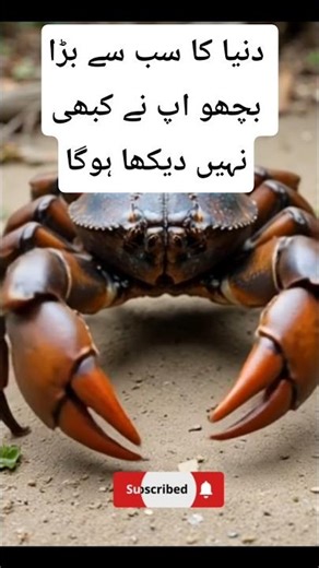 The Giant Coconut Crab 🦀 | World’s Biggest Land Crab | Amazing Facts