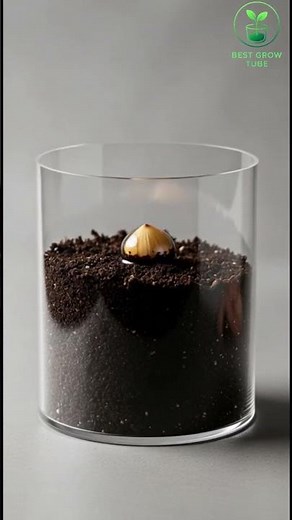 From Seed to Sunflower 🌻 | Mesmerizing 4K Plant Growth Timelapse