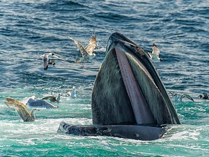 The Difference Between Whale Sharks and Baleen Whales