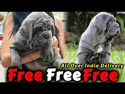 Neapolitan Mastiff - Free Dog Adoption 2022