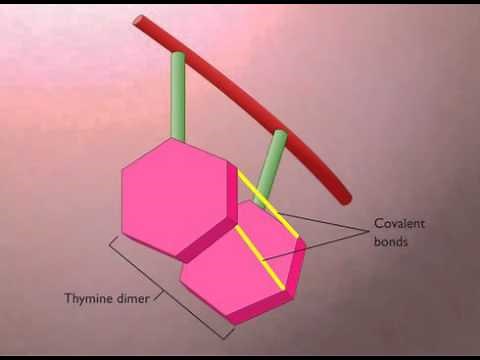 3 Thymine Dimers Formation and Repair