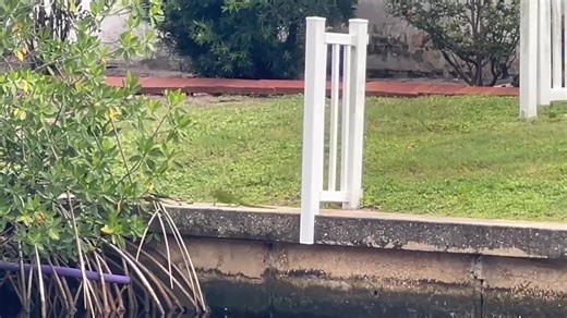Iguana invasion! Look at all the invasive iguanas at this house in southeast Cape Coral. Neighbors say it’s getting worse as they ask the city to make iguanas a code enforcement matter so that they can hold the owners of the house responsible. 🎥 Natalie Savage | Peter Busch