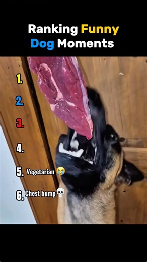 Ranking Funny Dog Moments 🤣