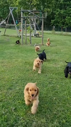 Reach out to us today if interested in adorable cockers 🥰🥰🥰 | Cocker spaniel puppies for adoption near me
