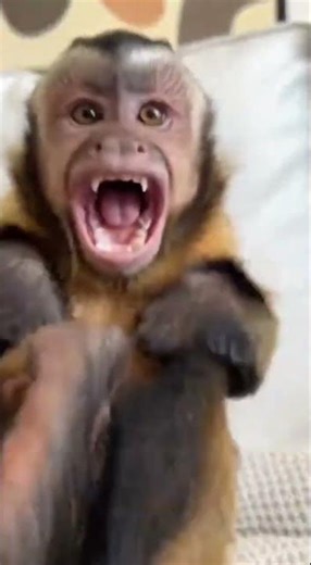 Monkey Snatches Phone and Gets Angry 😂 Funny Monkey Prank