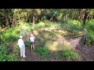 18 Hogs in one trap!