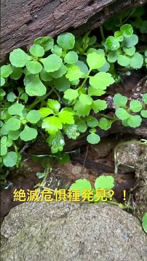 【どこにいる？】岩陰をのぞいたら超激レアな絶滅危惧種がいました