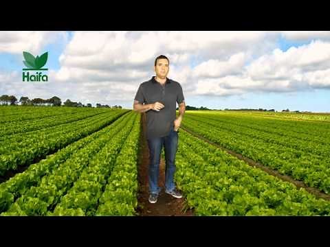Fertigation with Haifa Fertilizers
