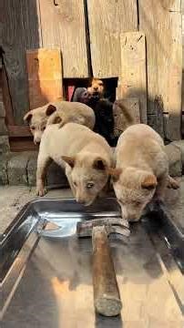 Cerdo guisado hoy #Comportamientos confusos de animales #No criar perros