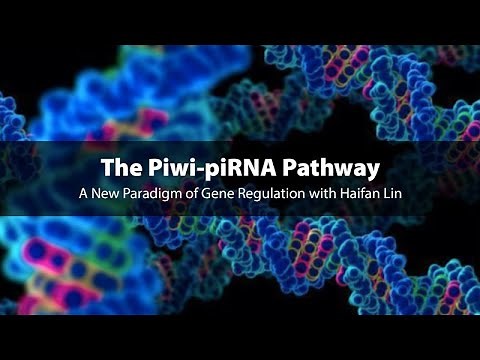 The Piwi-piRNA Pathway: A New Paradigm of Gene Regulation with Haifan Lin