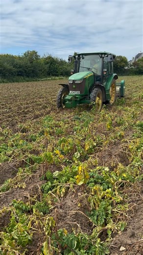 Pawel in the John Deere 5115M topping the Jersey Royal seed crop with the Baselier two row flail. These were planted on the 12th April. Unlike for the export crop we allow the seed crop to grow bigger and also die off naturally before we cut them back. Then in around 2/3 weeks we can then harvest these potatoes and store them ready for the sizing and sorting process to begin in the autumn. . Full video 👇 https://youtu.be/-uAY7LEbxsY?si=gOkD6-RP0EHemg47 . . . . . #flail #potatoes #spuds #jerseyr