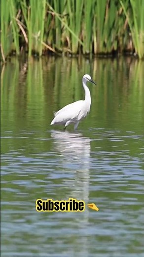 ✨ Graceful Egret Captured on Camera | Wildlife Explorer #foryou #wildlifephotography