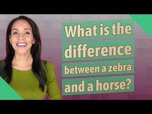 What is the difference between a zebra and a horse?
