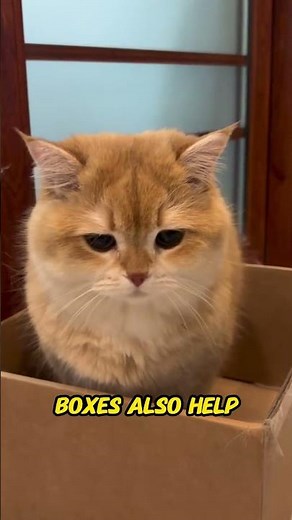 Why Cats Love Sleeping in Boxes | The Psychology Behind Box-Loving Cats