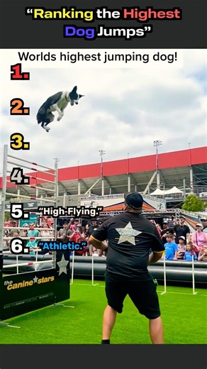 “Ranking the Highest Dog Jumps”