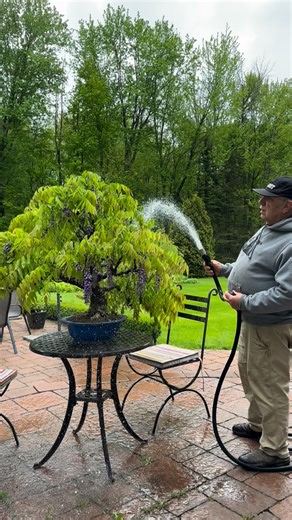 Wisteria bonsai FINALLY bloomed after 30 years💜 Was it worth the wait !?🥰 #wisteria #bonsai #demonslayer #flowers #plants | David Easterbrook Bonsai