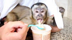 99K views · 8.4K reactions | Baby MonkeyHappy enjoys a delicious oatmeal breakfast!  This silly baby monkey knows how important breakfast time is!  | MonkeyBoo | Facebook