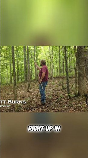 How To Safely Remove Dangerous Dead Tree Limbs #shorts