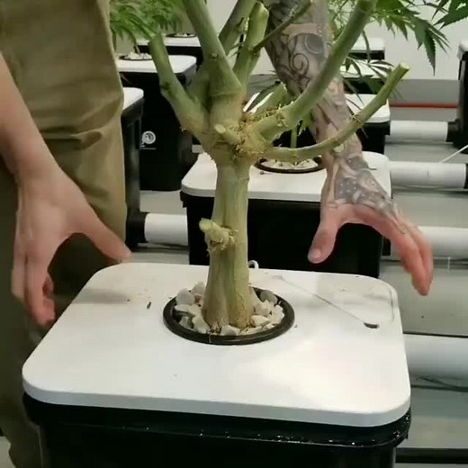 Maximize Your Hydroponic Growth with Clean Inputs