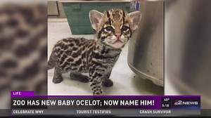 Ocelot kitten born at the Buffalo Zoo