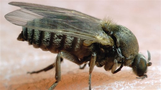 Picaduras de insectos: cómo identificarlas y prevenirlas esta primavera