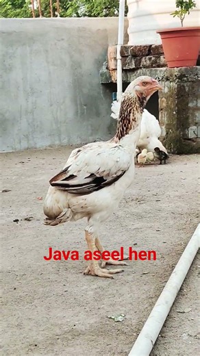 #aseelmurga #java aseel hen #murga