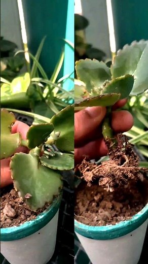 Propagate Mother of Thousands Like a Pro | Easy & Fast Growth Method!