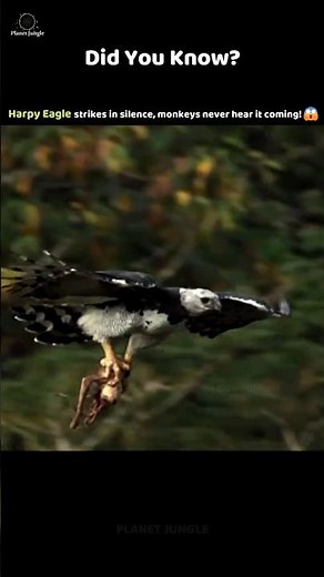 Harpy Eagle — The Silent Killer of the Jungle! 🦅🌴 #harpyeagle #wildlife #animalfacts