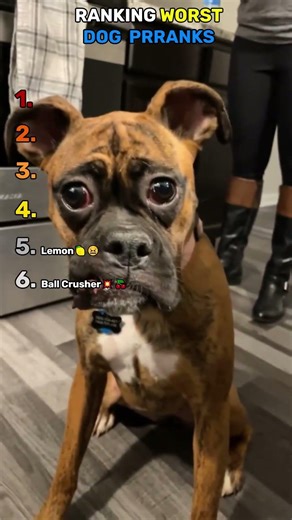 Ranking Worst Dog Pranks | Funny Dog Videos #shorts #viral