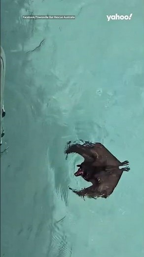 Moment baby flying fox found swimming laps in resort pool | #shorts #yahooaustralia