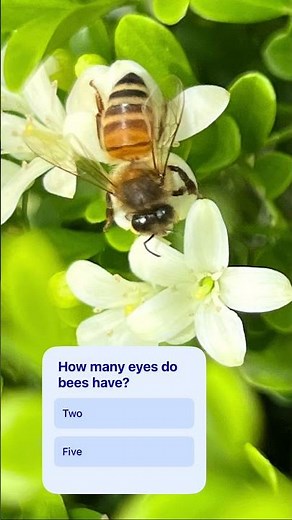 18. Bee Quiz Interactive - use your mobile with latest YouTube app to answer.