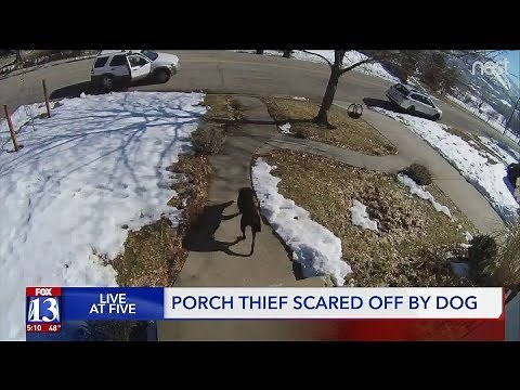 Caught on Video: Family dog foils porch pirates