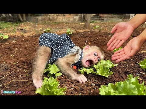 Monkey Kyo – A magical morning full of surprises from the vegetable garden!