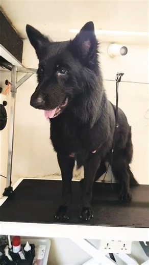 I Bathed My German Shepherd:The Shocking Before & AfterTransformation