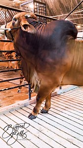 1.4M views · 6.2K reactions | Hefty muscular bull #cow #cattle #bulls | Biggest Bulls Photography | Facebook