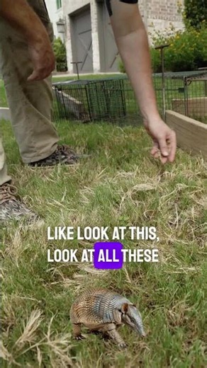 SOMETHING IS TEARING UP MY LAWN?
