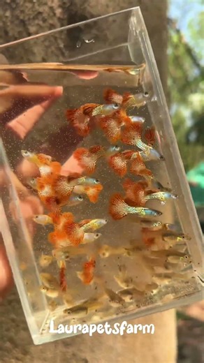 Metal red lace 💝#farming #guppy #aquascapegallery #aquarium #fishkeepinghobby #fishaquarium