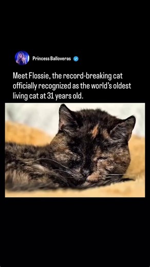 Flossie from the United Kingdom holds the world record as the oldest living cat.