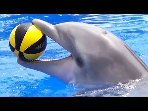 Một con vịt Remix, Xiếc Cá Heo | Nhạc Thiếu Nhi Vui Nhộn Hay Nhất