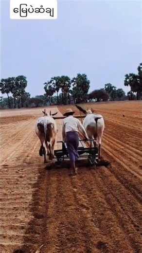 Traditional Farming and Plowing the Fields for the New Season!