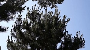 Fresh Green Tips Branches Young Pine Stock Footage Video (100% Royalty-free) 3821628681 | Shutterstock