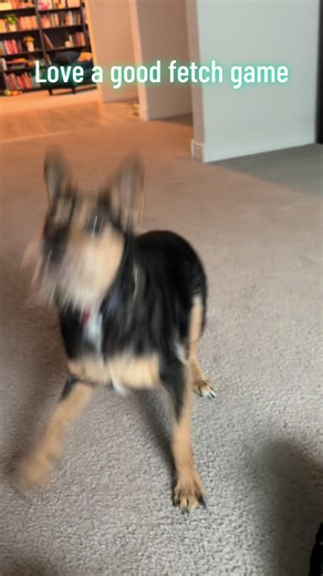 A little fetch with some zoomies mixed in. Have a great day!