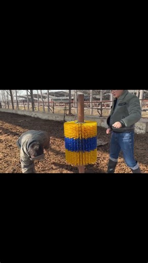 Tired of Cows Rubbing on Your Frences?