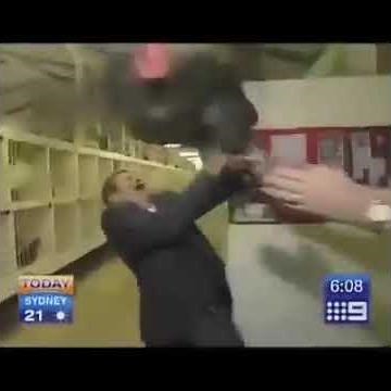 Anchor vs Rooster: 5 Seconds to Glory