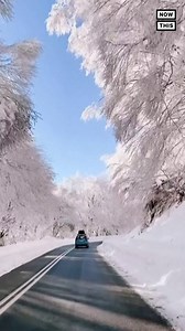 Photographer Stefanos captured this fairytale-like scene where trees were covered with ice at Vigla, Florina, Greece, on January 14 😲❄️ (Stef Greece Travel & Photography) | NowThis