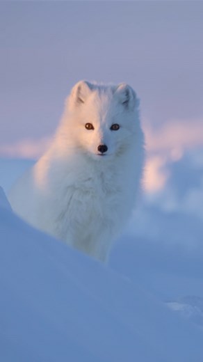 Arctic Fox's Heartwarming Reunion After Long Journey
