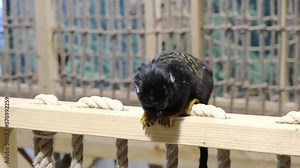 Red-handed tamarin is sitting and looking at camera. Saguinus midas. Close-up. Side view. Zoo life. Adorable primate. Cute little monkey. 4K video footage.