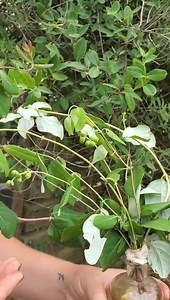 Pretty soon, these lime green caterpillars will transform into flying bumblebee lookalikes! Watch this video to learn more about snowberry clearwing caterpillars (Hemaris diffinis) from Hannah Armstrong, a Wildflower Center horticulturist who makes sure they're well taken care of in our insectary. See transcript in comments. #LadyBirdWildflowers #StayWild | Lady Bird Johnson Wildflower Center