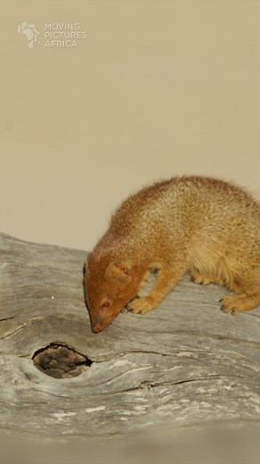 Slender Mongoose in the Kgalagadi Transfrontier Park, Botswana. #wildlifephotography #africanwildlife #mongoose #kgalagadi #kalahari #Botswana | Moving Pictures Africa